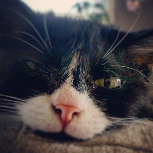 CLOSE-UP OF CAT LOOKING UP