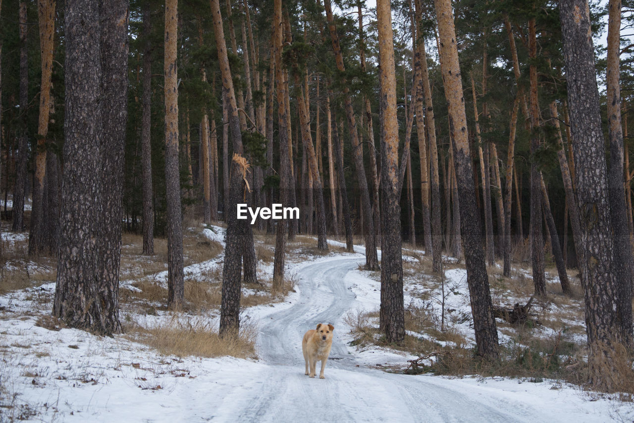 Dog standing on snow covered road in forest