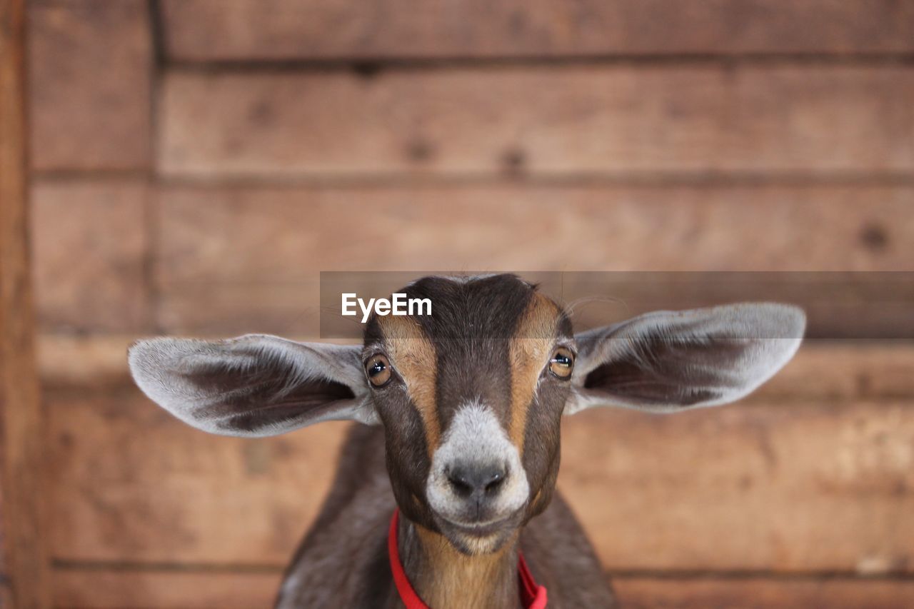 Close-up portrait of goat against wall