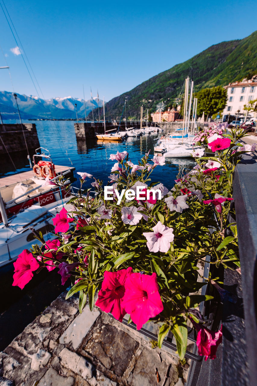 Pier on lake como with colorful flowers in the foreground