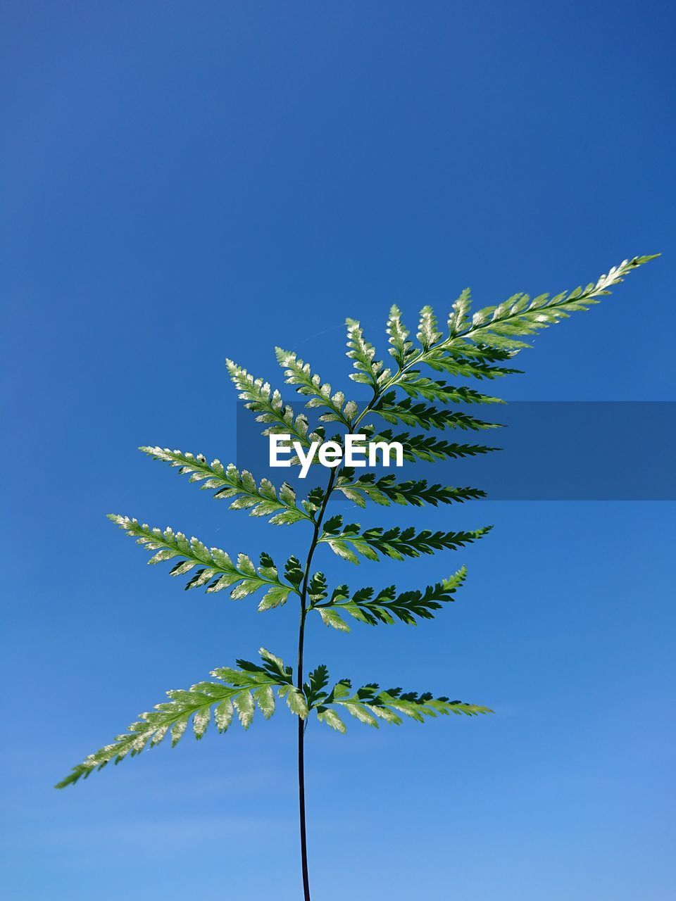 LOW ANGLE VIEW OF PLANTS AGAINST CLEAR BLUE SKY