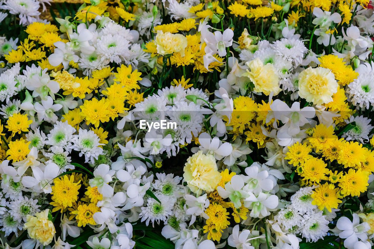 HIGH ANGLE VIEW OF FLOWERING PLANTS