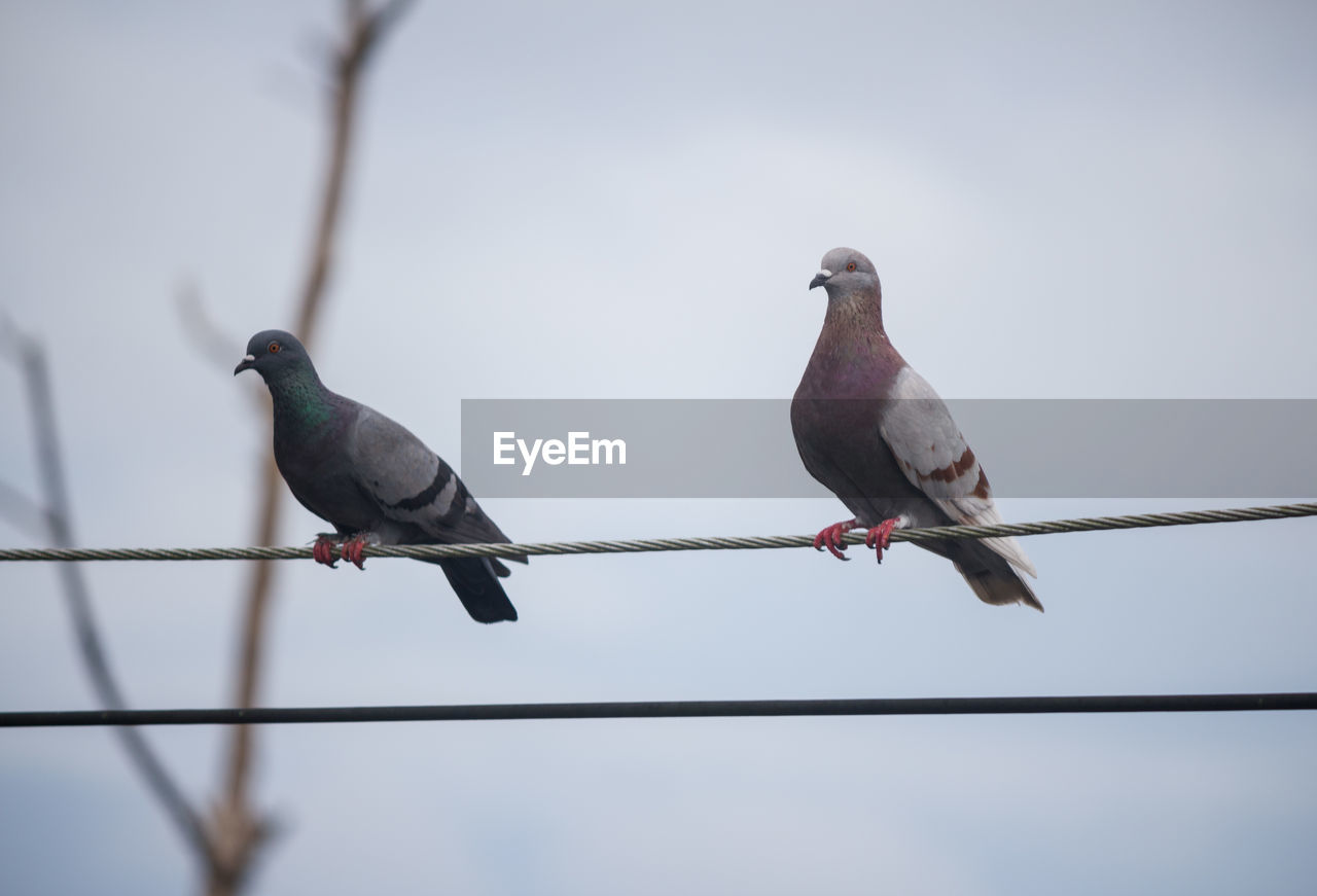 LOW ANGLE VIEW OF SPARROW PERCHING ON CABLE AGAINST SKY