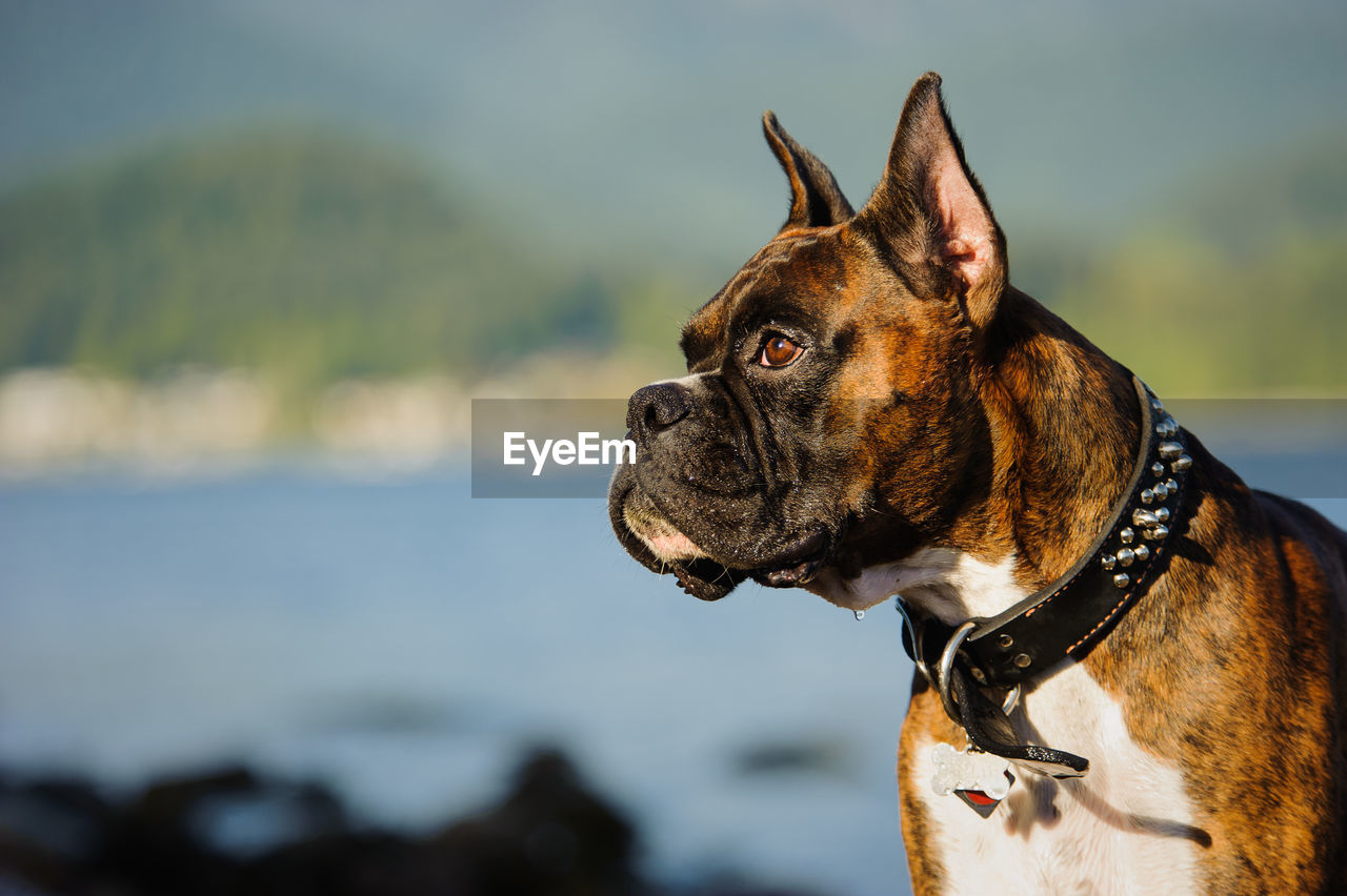 Close-up of dog looking away while sitting outdoors