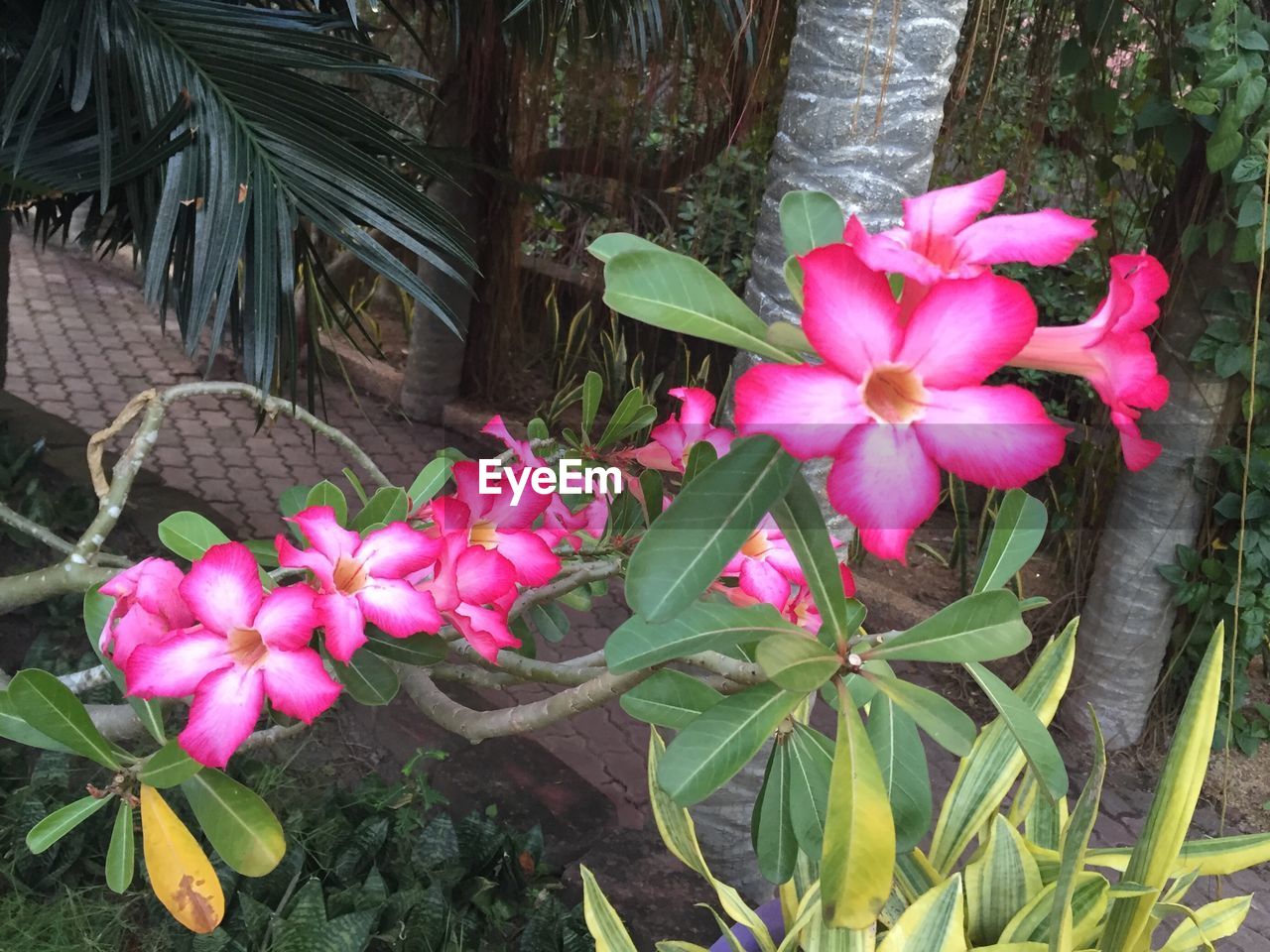 CLOSE-UP OF PINK FLOWERS BLOOMING IN GARDEN