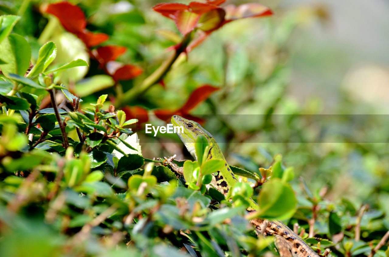 CLOSE-UP OF GRASSHOPPER ON TREE
