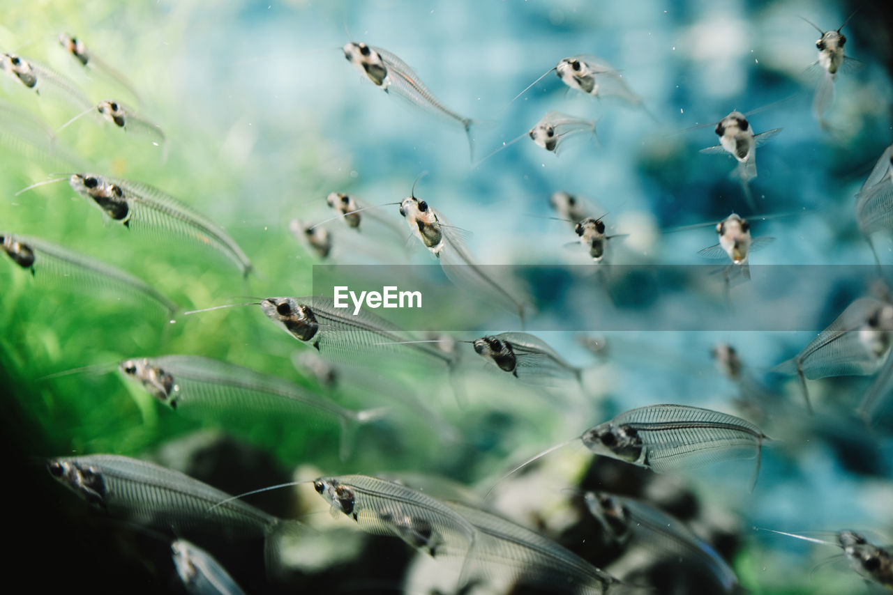 Closeup of flock of small transparent fishes underwater in aquarium on colorful blurred background