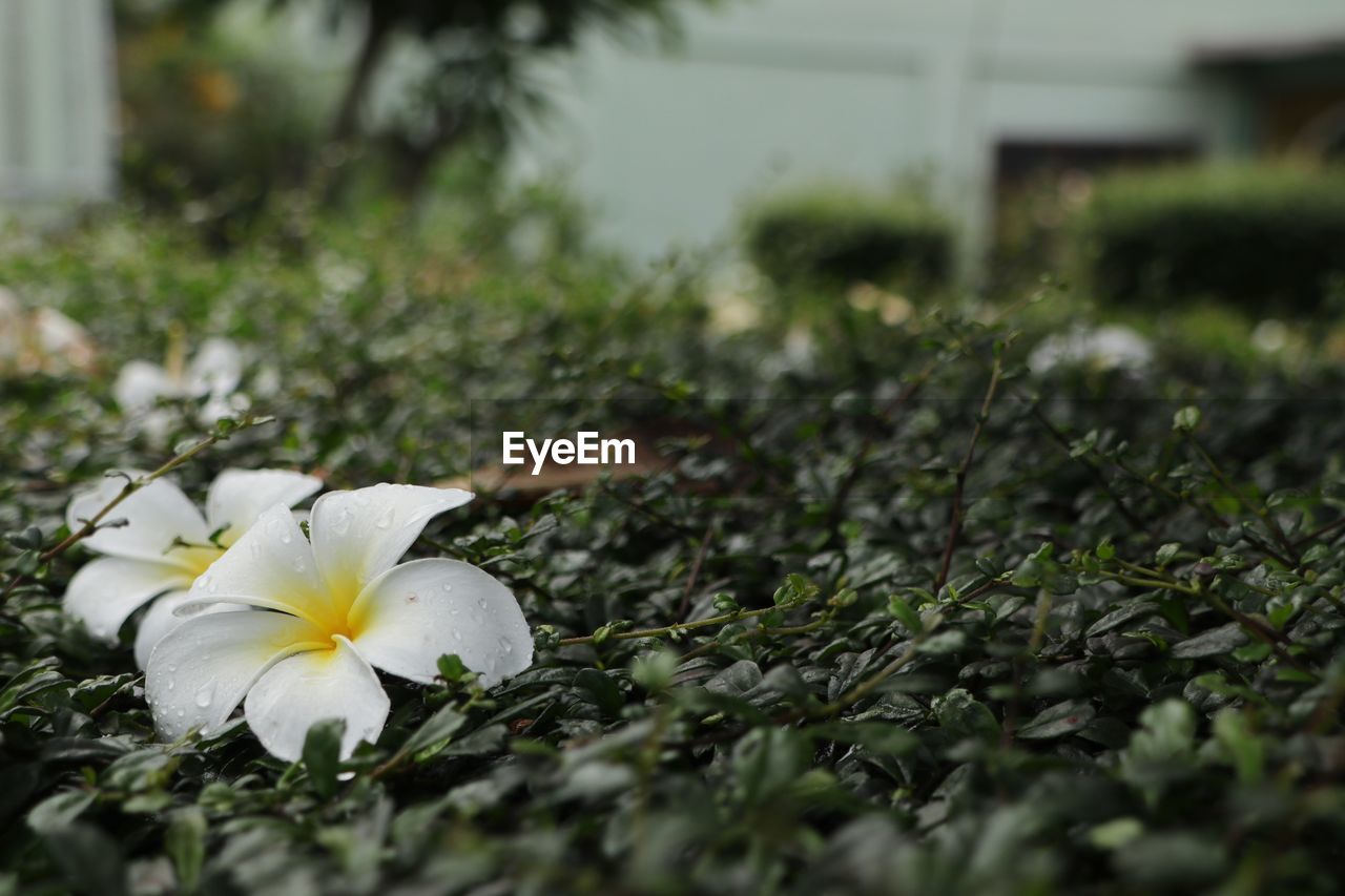 Close-up of white flowering plant on field