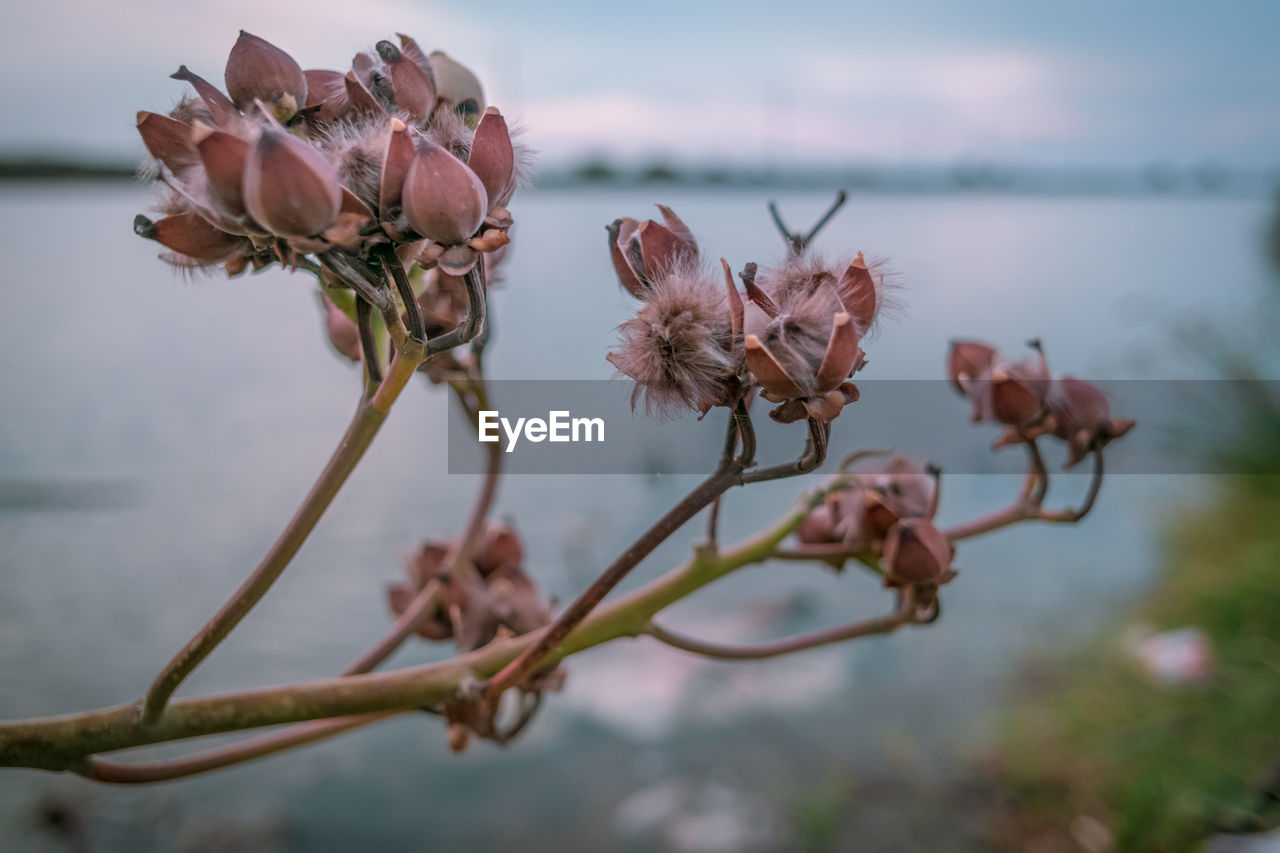 Close-up of wilted flowering plant