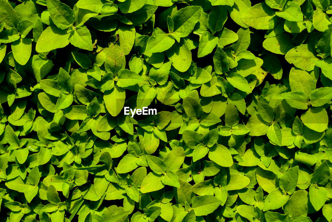 Full frame shot of plants