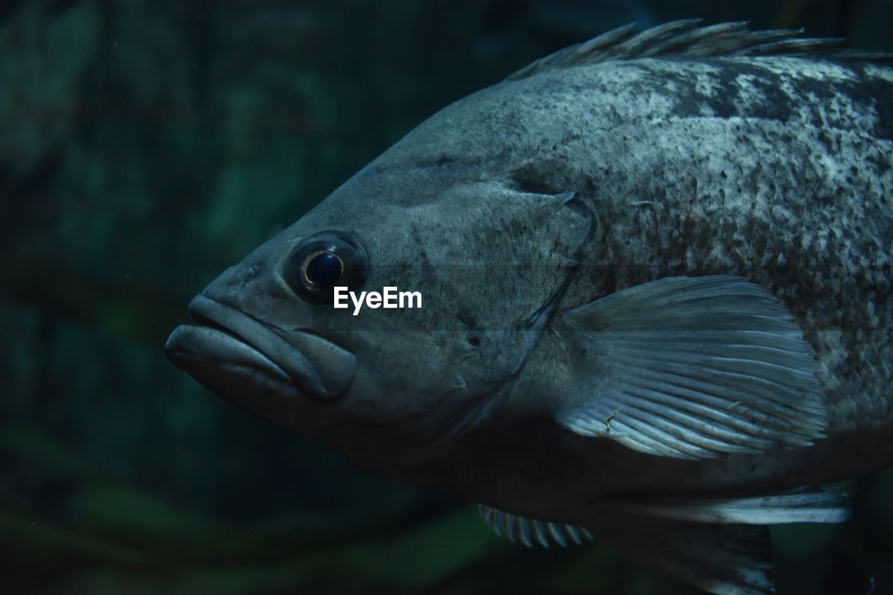 Side shot of big rock fish