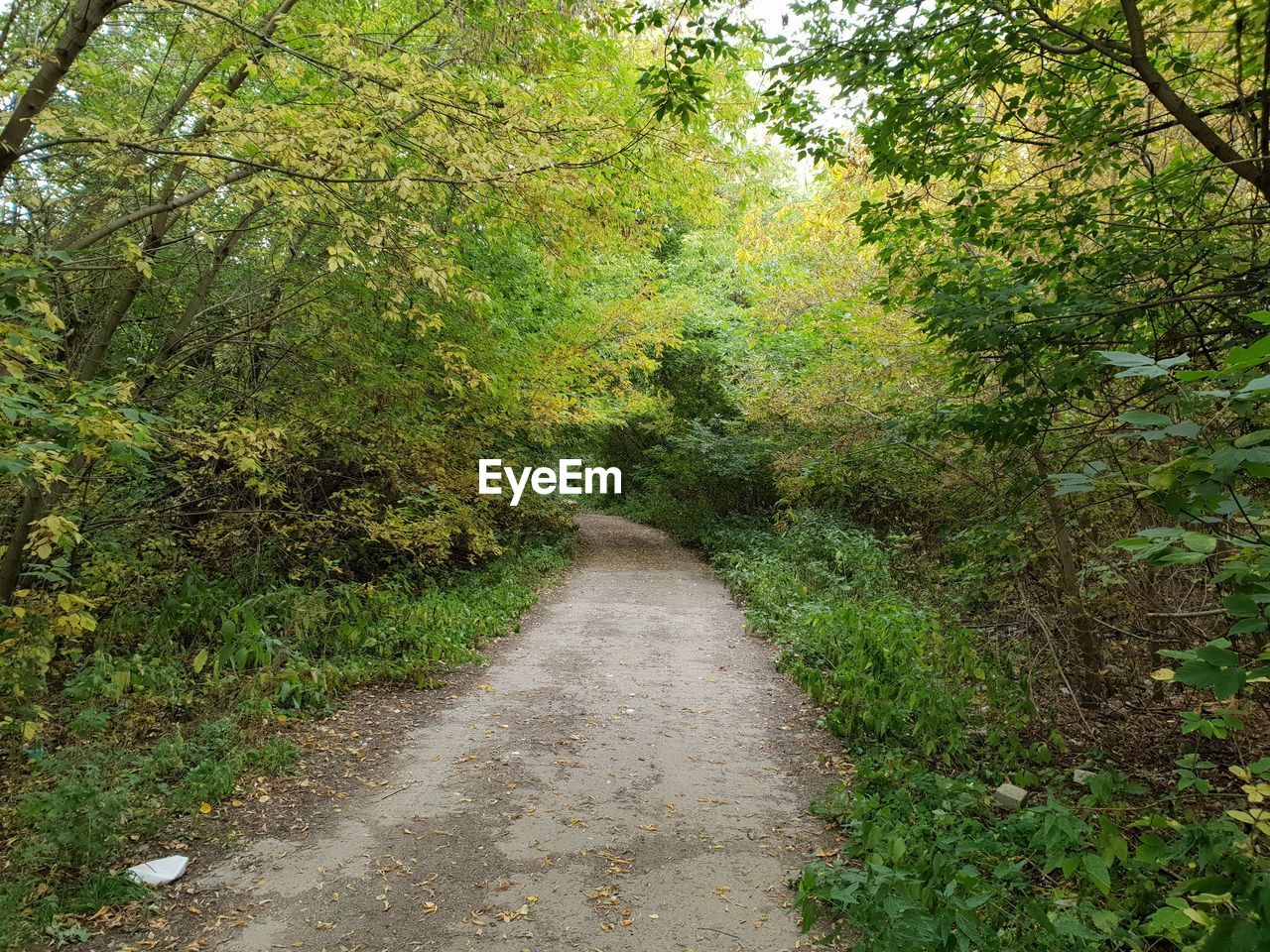 FOOTPATH AMIDST PLANTS IN FOREST