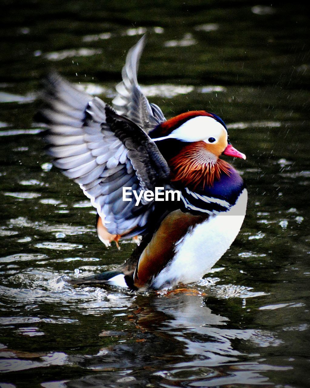 Side view of mandarin duck with spread wings in lake