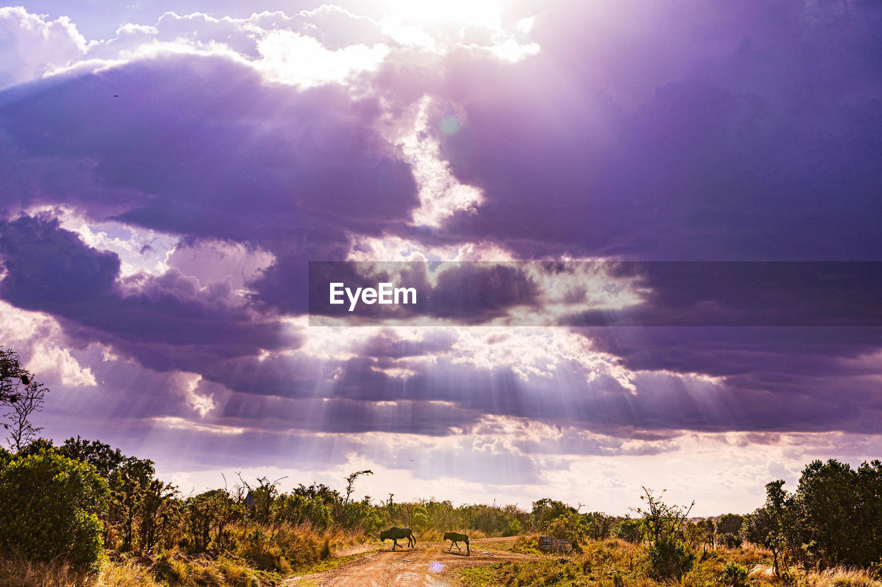 sky, cloud, environment, landscape, beauty in nature, nature, plant, horizon, sunlight, tree, dusk, scenics - nature, land, dramatic sky, no people, morning, sunbeam, cloudscape, outdoors, sun, tranquility, travel, summer, storm, travel destinations, blue, forest, field, light - natural phenomenon