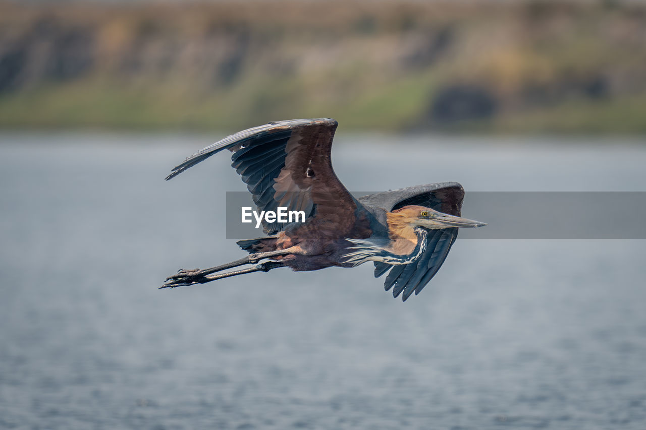 close-up of bird flying against sky