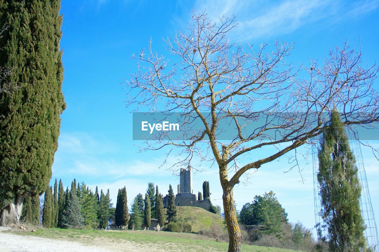 PANORAMIC SHOT OF BARE TREES AGAINST BLUE SKY