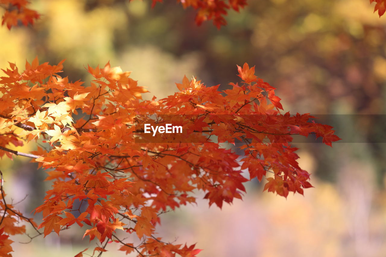 CLOSE-UP OF RED MAPLE LEAVES ON TREE