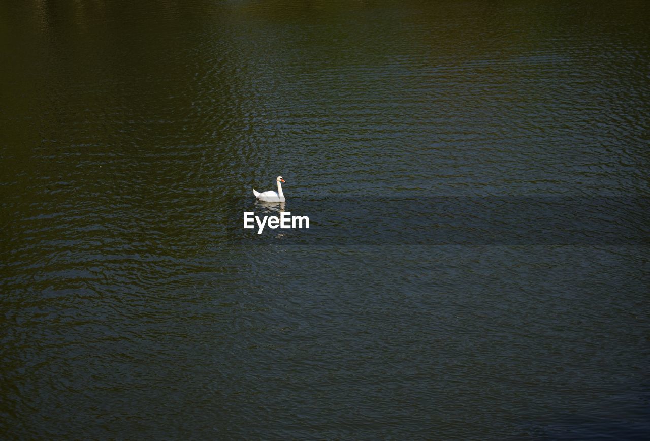 HIGH ANGLE VIEW OF SWANS SWIMMING ON LAKE