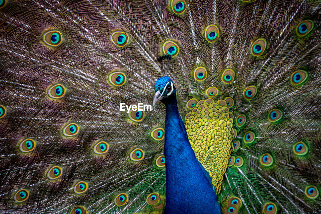 Close-up of peacock displaying colorful feathers