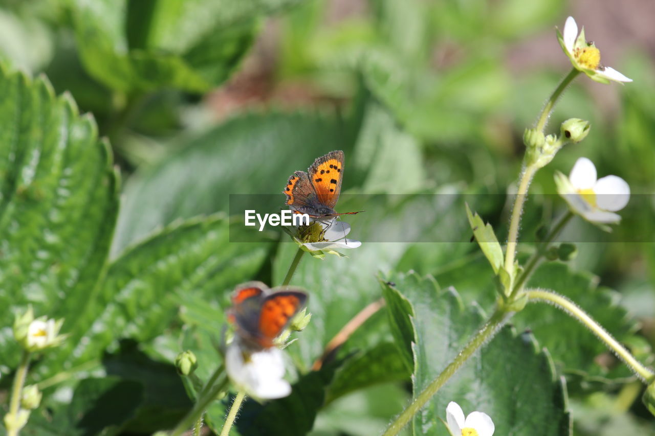 Close-up of ladybug on flower