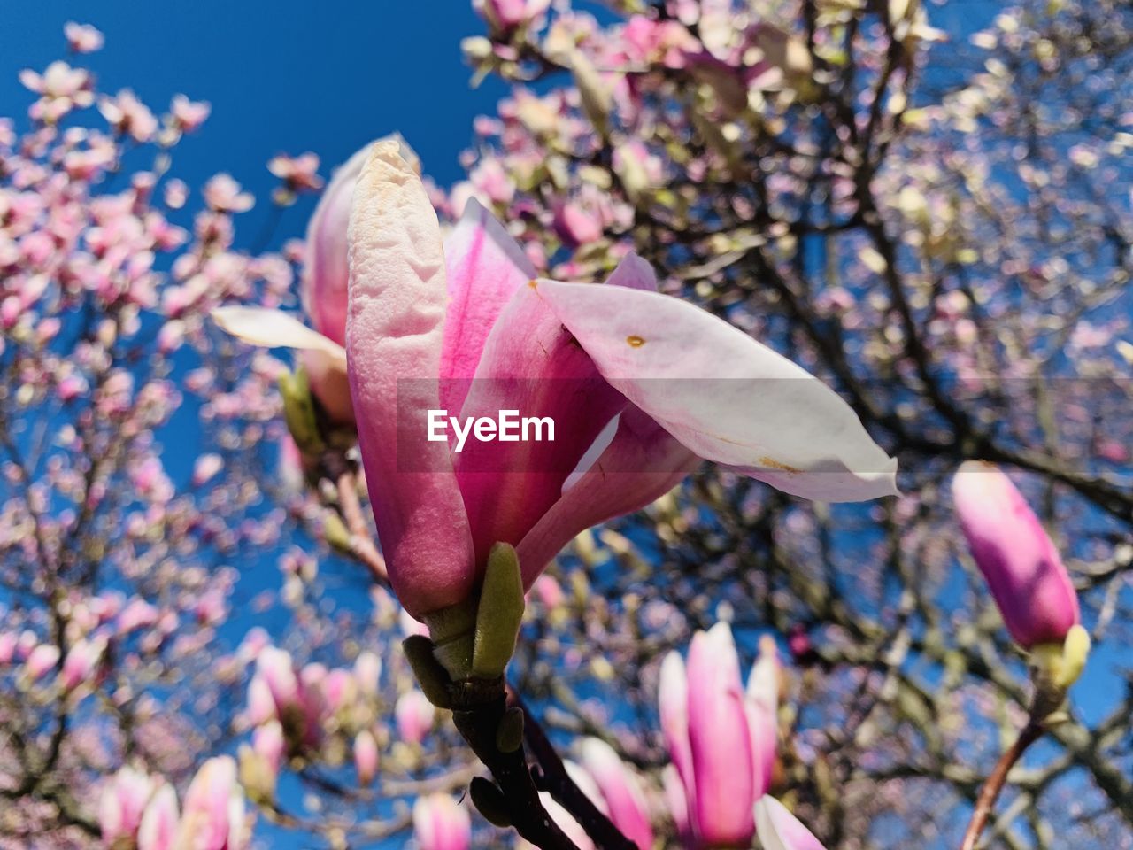 plant, flower, flowering plant, pink, fragility, beauty in nature, blossom, freshness, growth, spring, magnolia, springtime, tree, nature, petal, close-up, branch, focus on foreground, flower head, inflorescence, no people, day, botany, outdoors, cherry blossom, bud, twig, leaf, low angle view