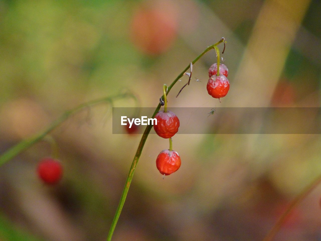 Berries growing on plant