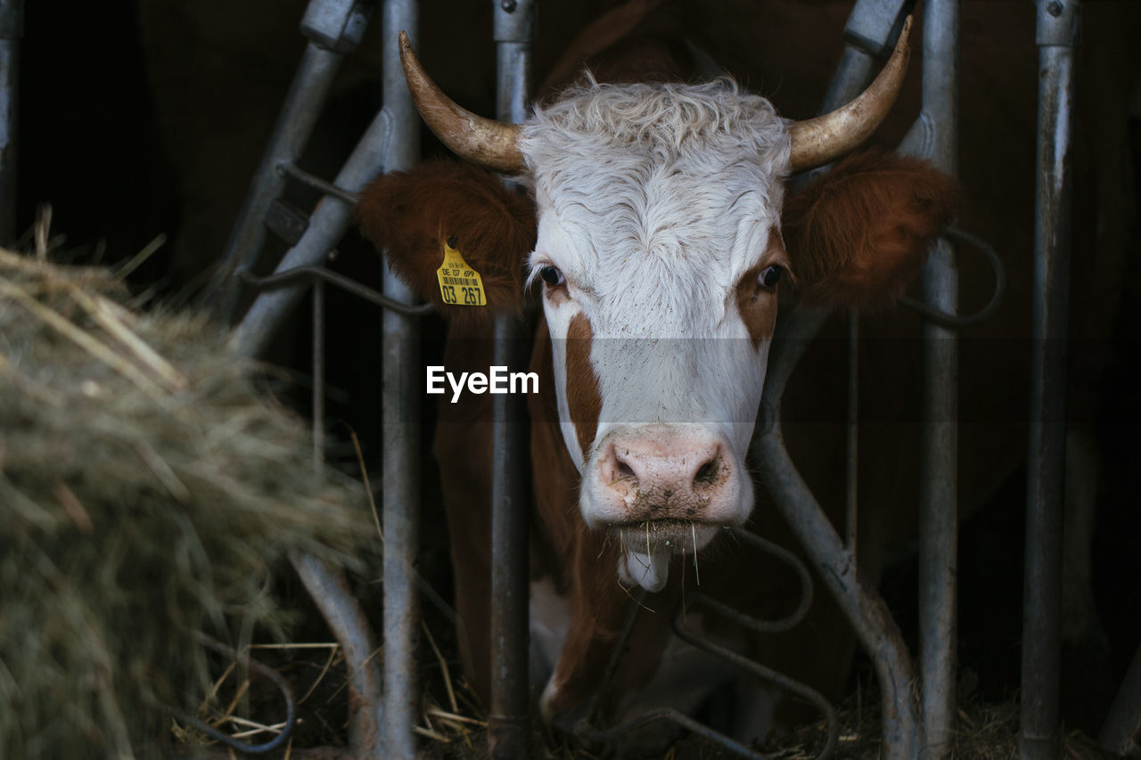 Portrait of cow in shed