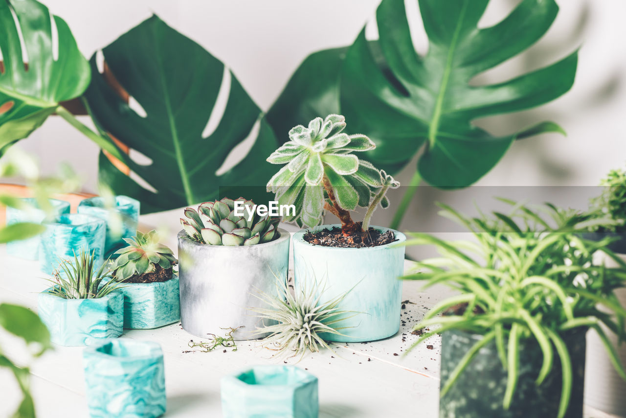 POTTED PLANT ON TABLE