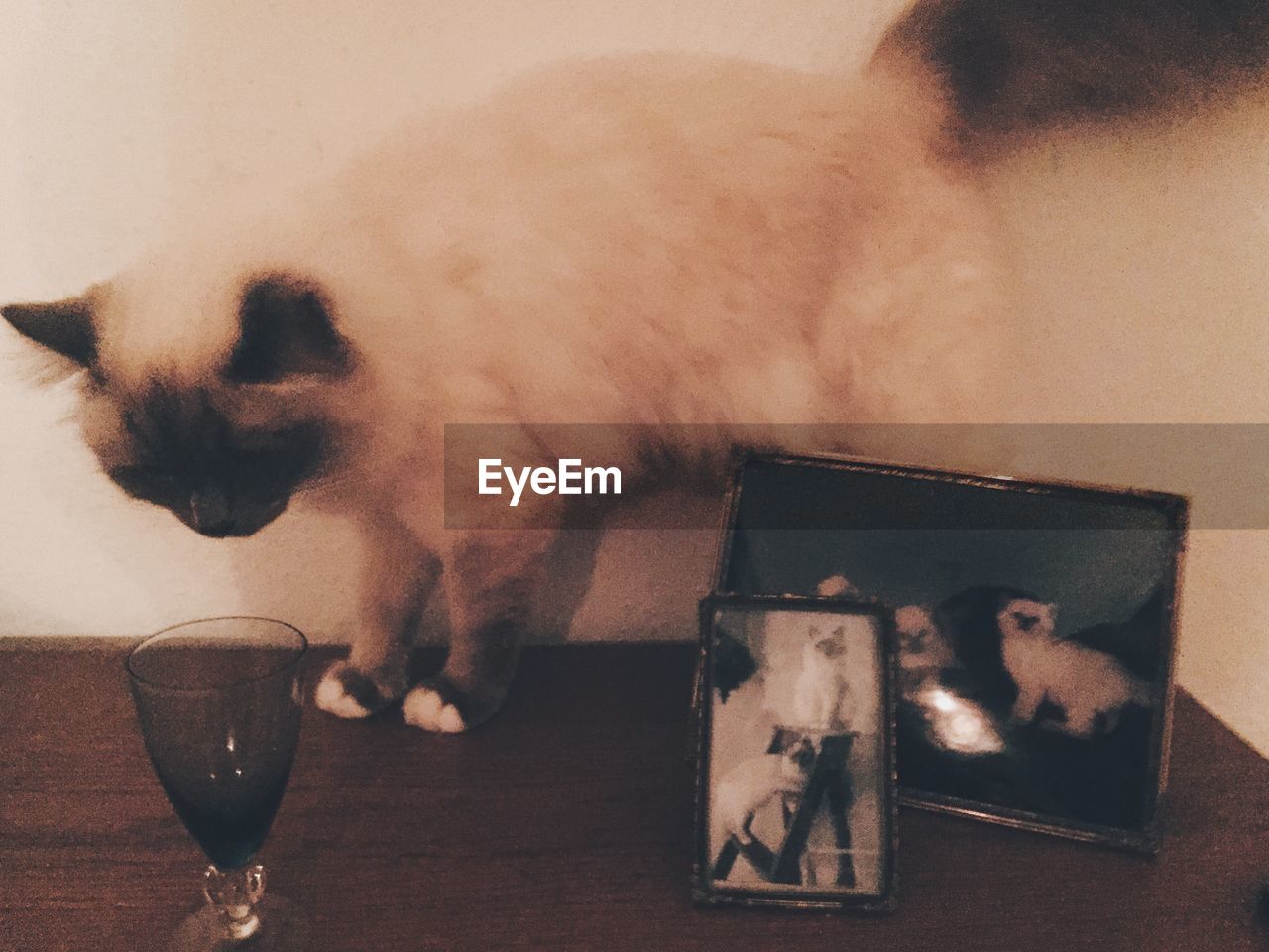 Cat with wine glass and photo frames on table