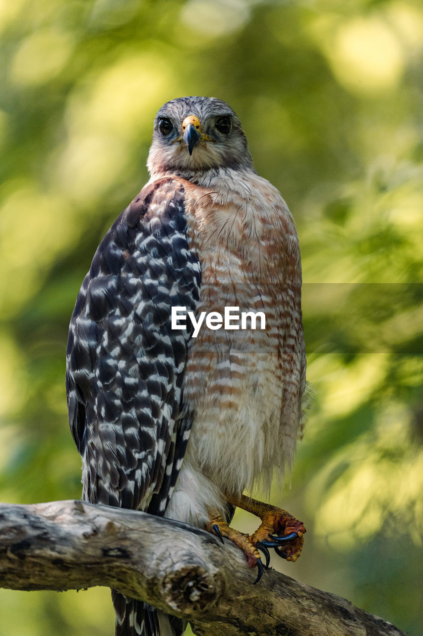 CLOSE-UP OF A BIRD PERCHING ON WOOD