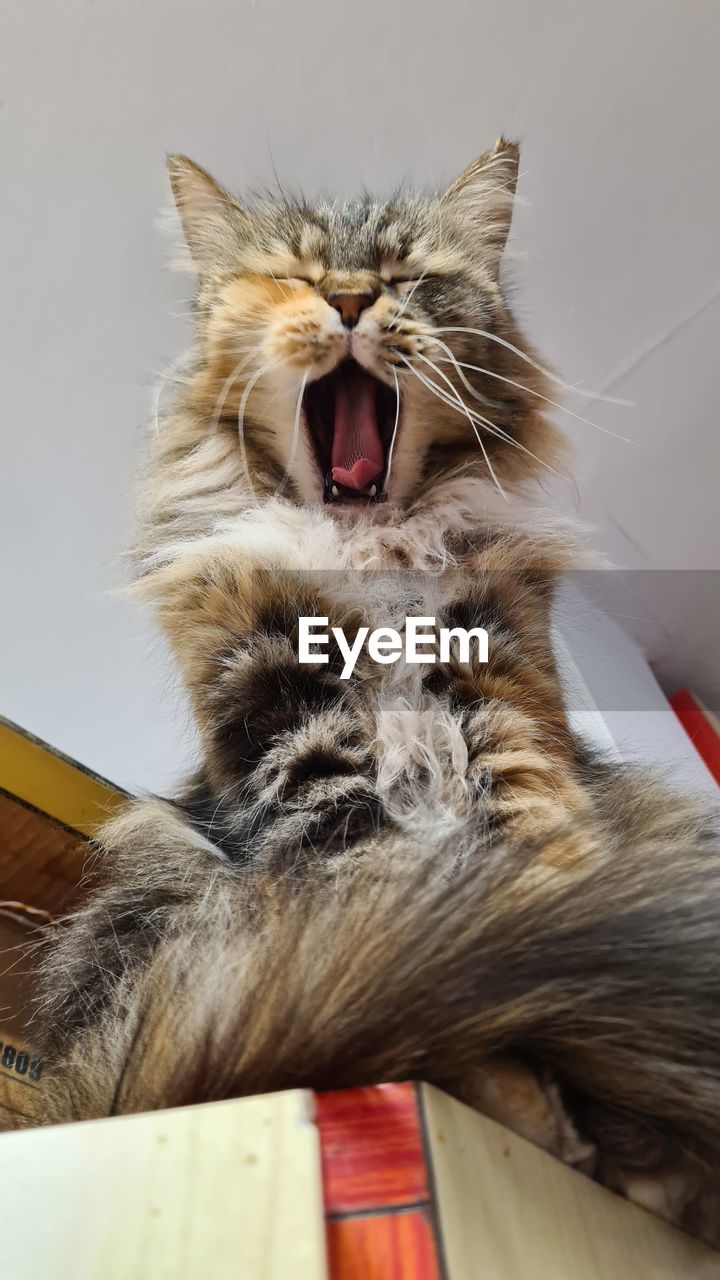 CAT YAWNING IN A HOME