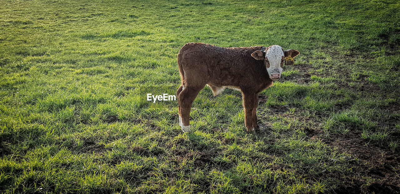 VIEW OF ANIMAL ON FIELD