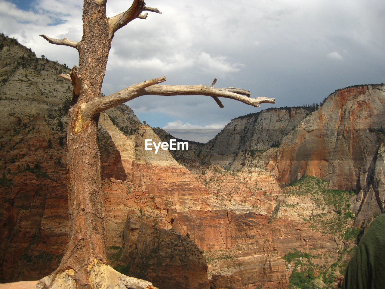 Low angle view of rock formations  and petrified tree in zion national park