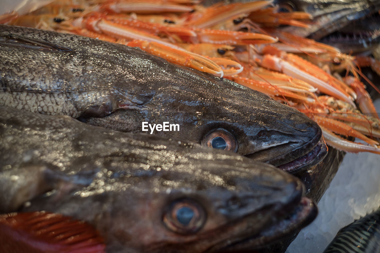 Close-up of seafood for sale in market