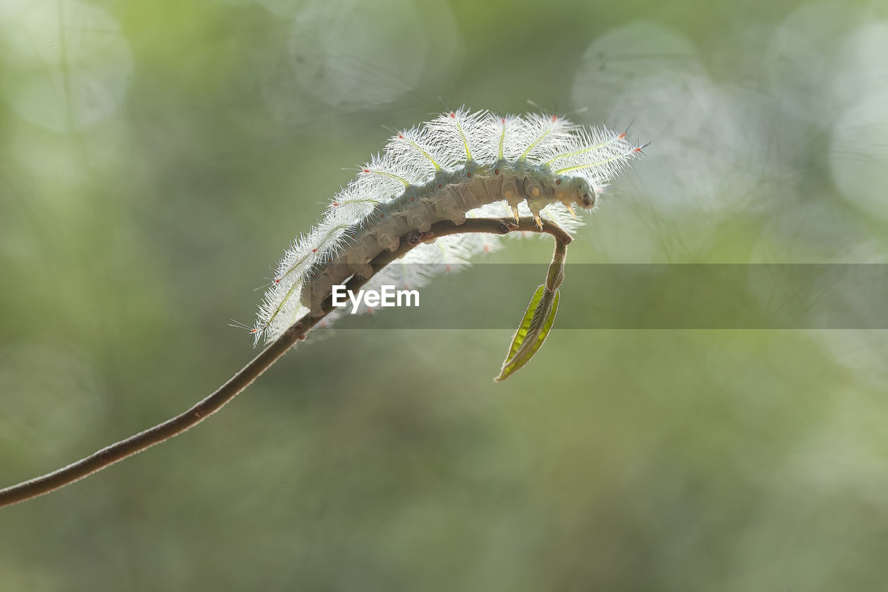 Unique caterpillar from borneo island