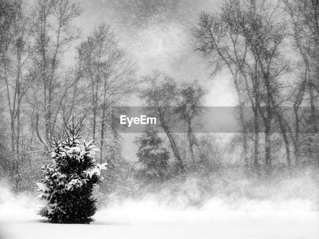 TREES IN SNOW COVERED LAND