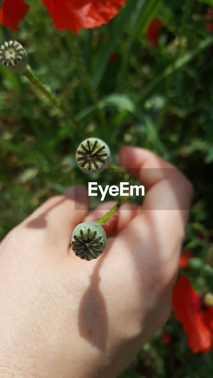 CLOSE-UP OF WOMAN HAND HOLDING FLOWER