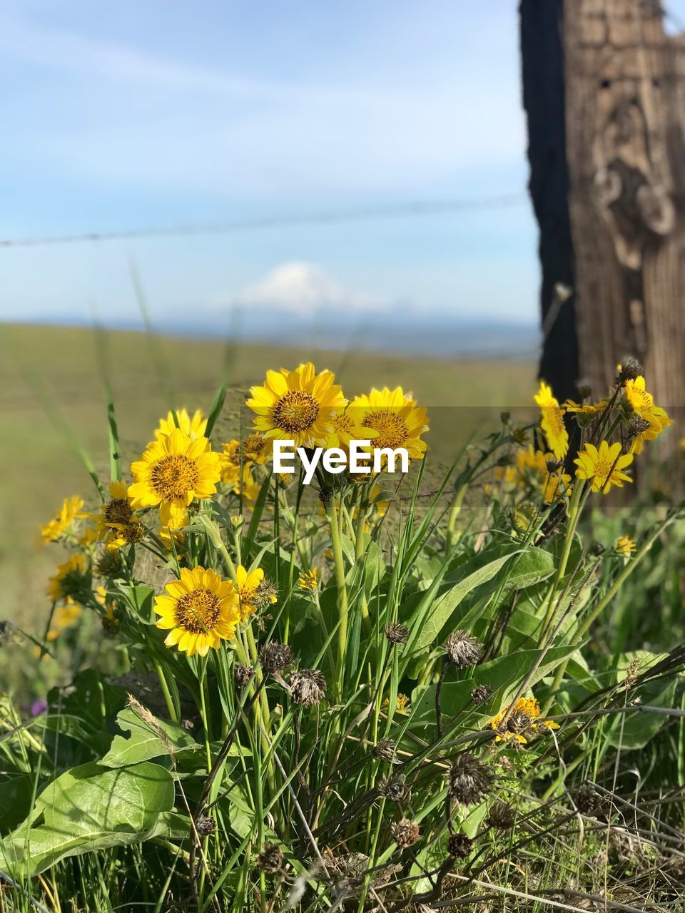 CLOSE-UP OF YELLOW FLOWERS GROWING ON FIELD