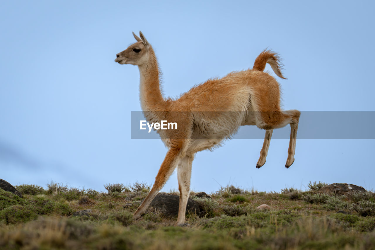 animal themes, animal, mammal, animal wildlife, one animal, wildlife, sky, no people, nature, full length, domestic animals, standing, side view, day, grass, outdoors, clear sky, plant, livestock, blue, landscape, land