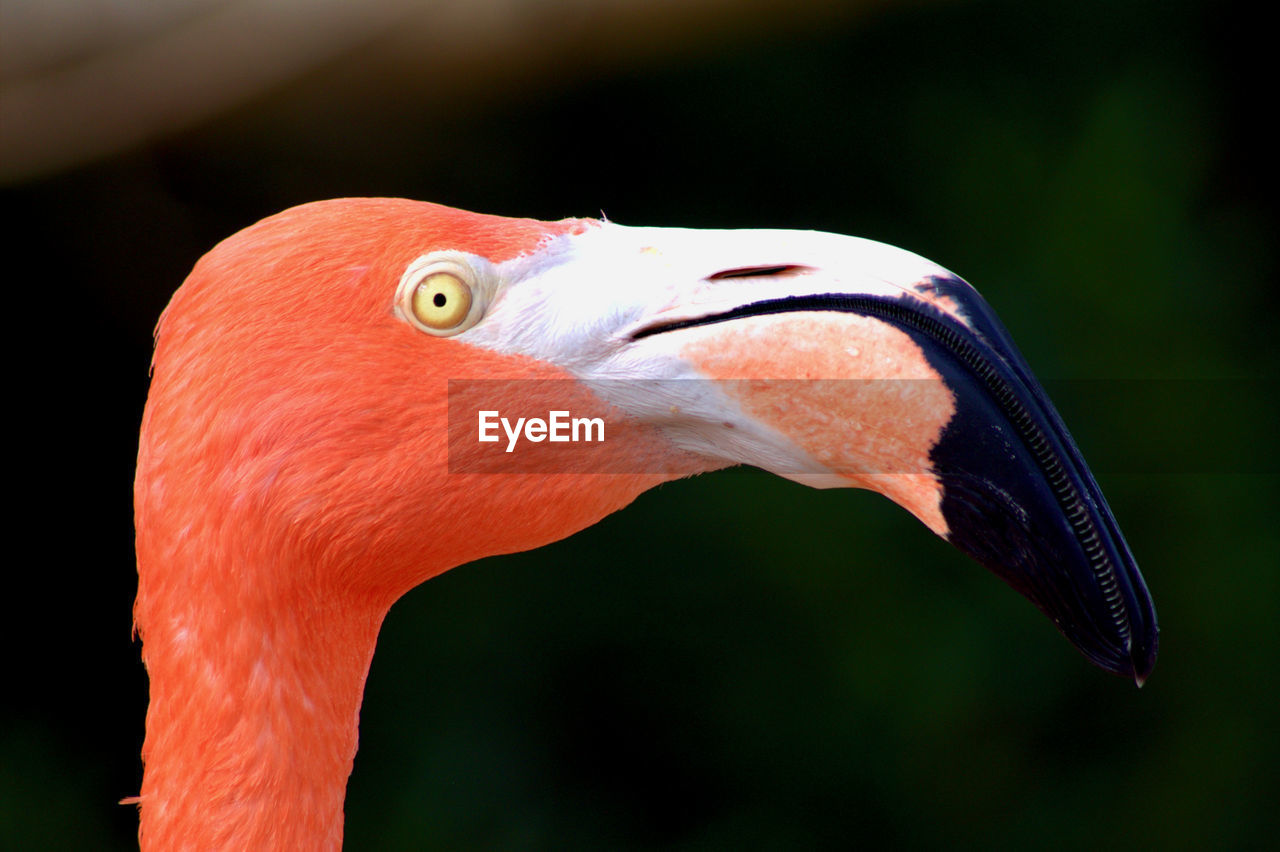 Side view close-up of flamingo looking away