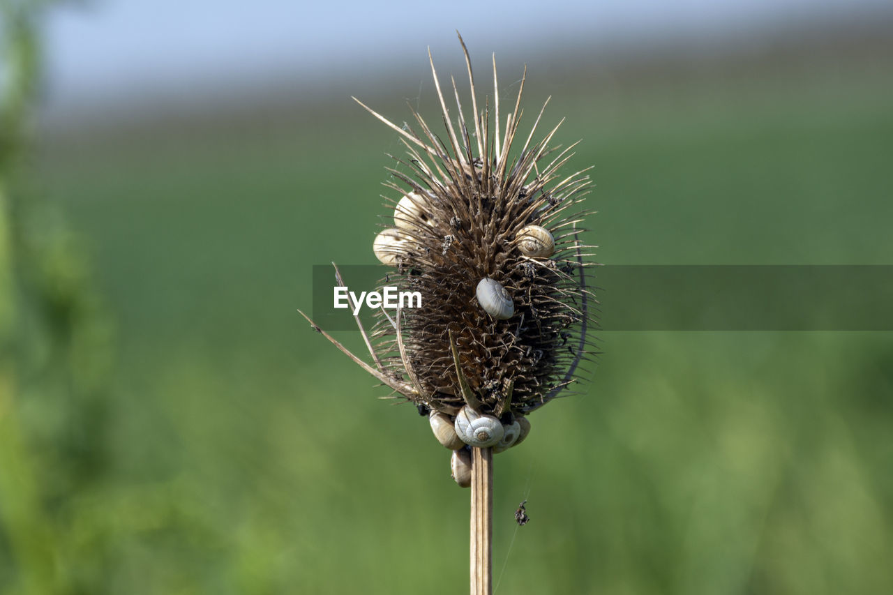 nature, plant, flower, focus on foreground, close-up, grass, thistle, beauty in nature, flowering plant, macro photography, no people, freshness, thorns, spines, and prickles, prairie, fragility, outdoors, growth, day, plant stem, environment, green, land, seed, food, animal themes, animal wildlife, animal