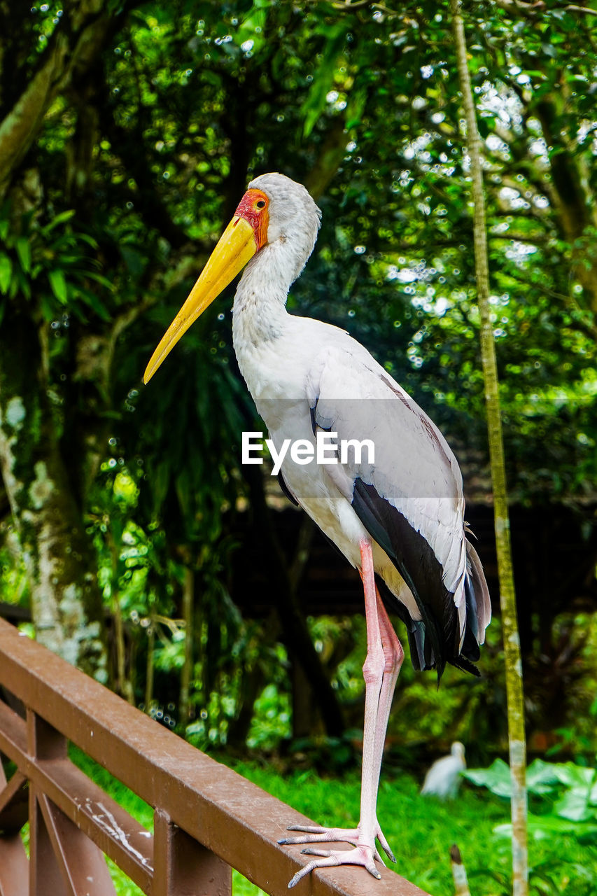 animal themes, bird, animal, animal wildlife, wildlife, one animal, stork, tree, beak, ciconiiformes, nature, plant, white stork, no people, perching, zoo, full length, animal body part, outdoors, focus on foreground, day, green, forest