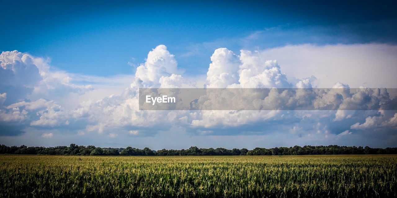 Panoramic view of agricultural field against sky