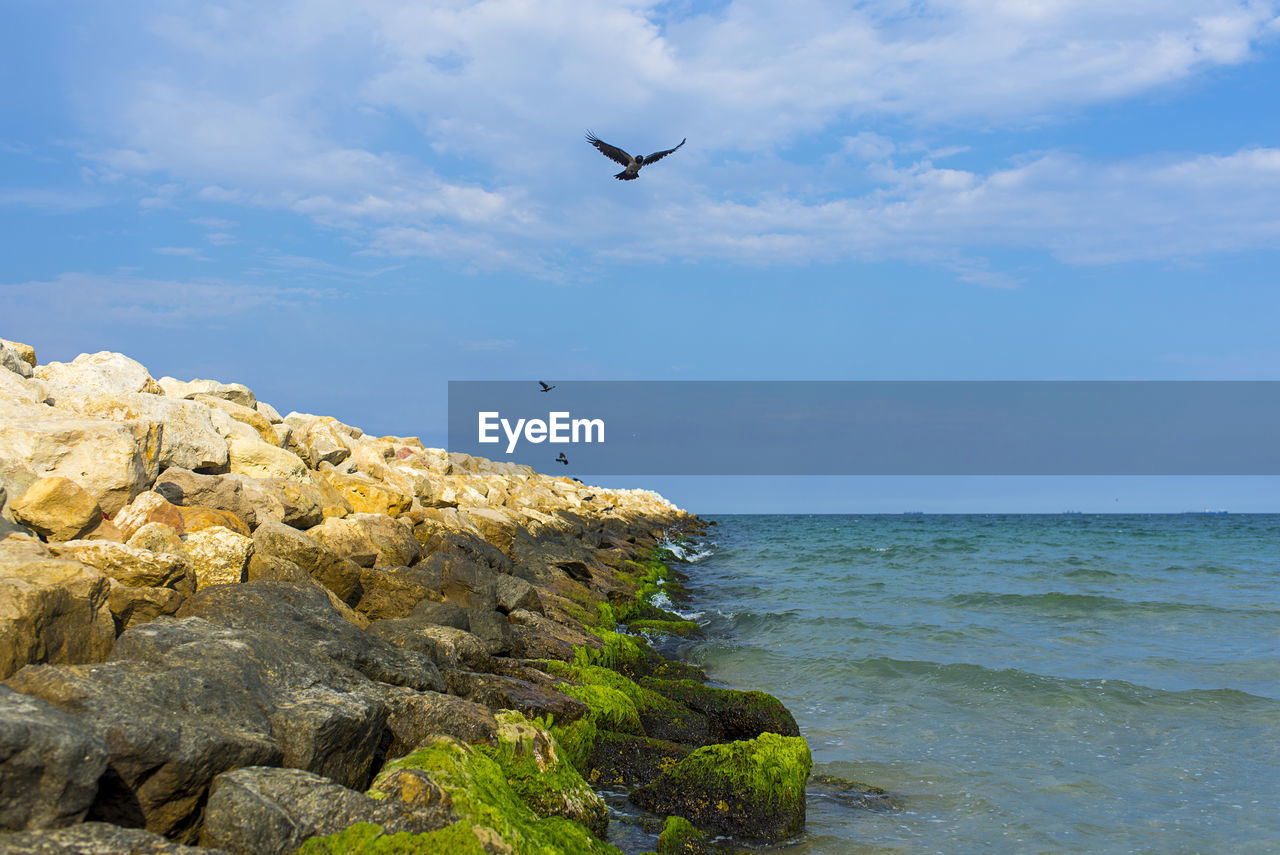 SEAGULLS FLYING OVER SEA