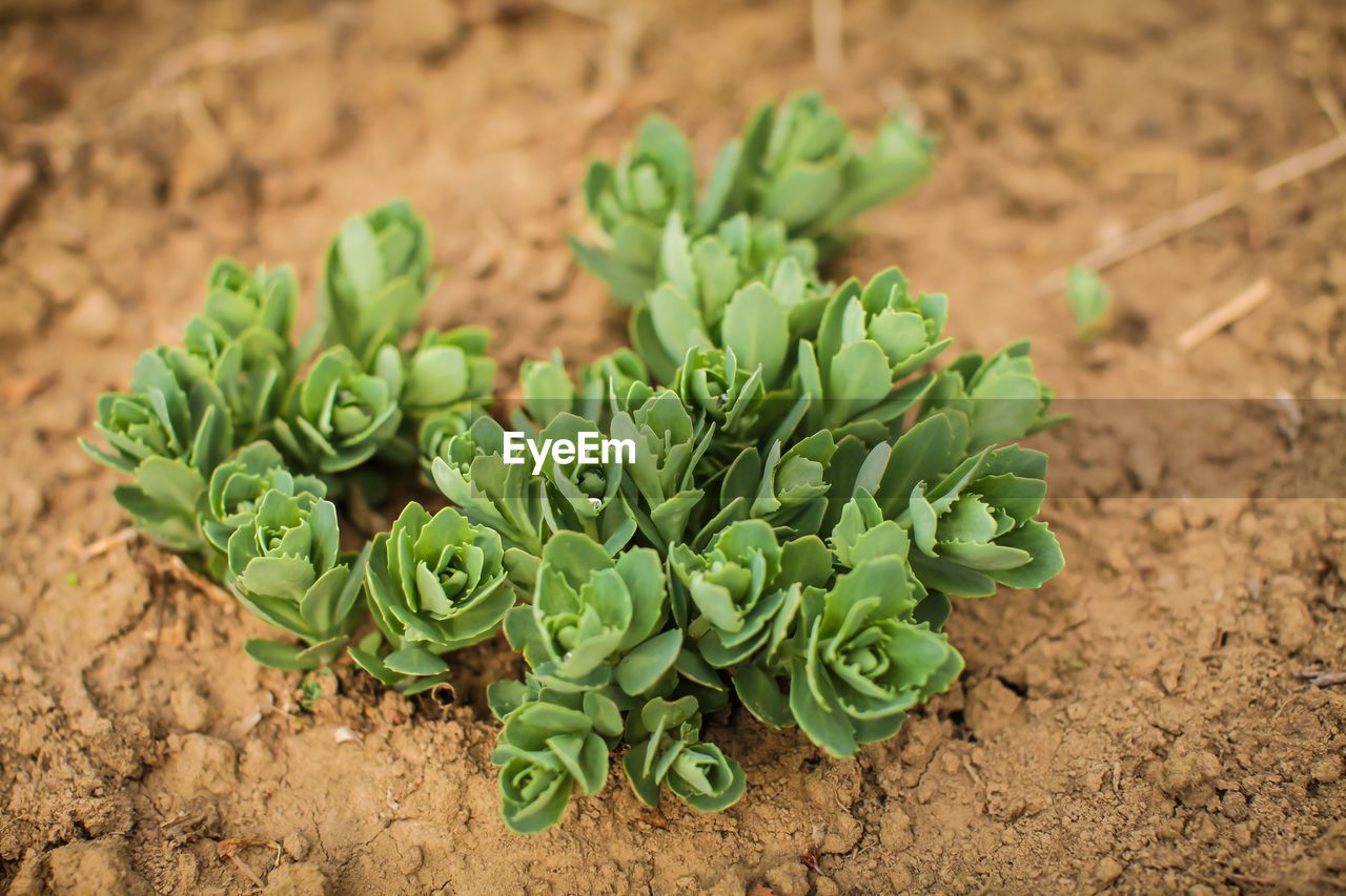 HIGH ANGLE VIEW OF GREEN PLANT GROWING ON FIELD