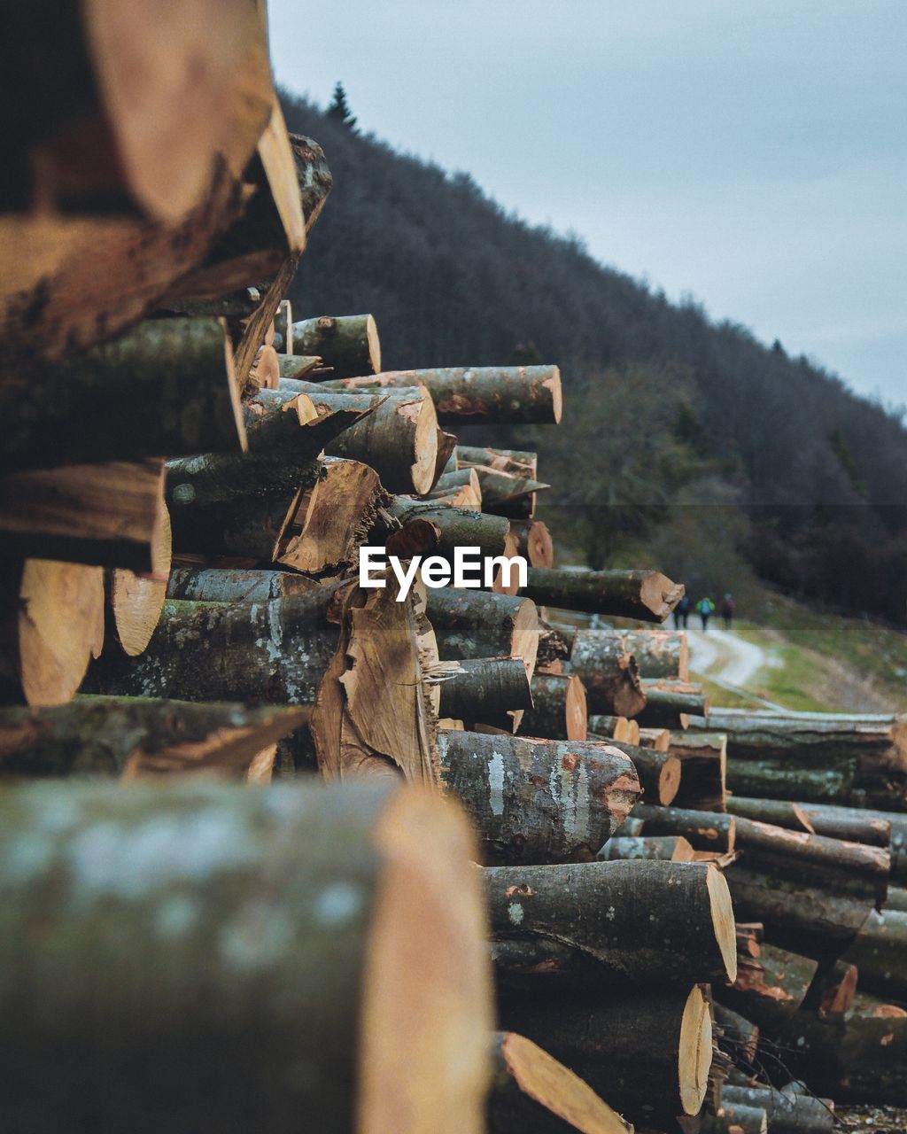 Stack of logs on field in forest