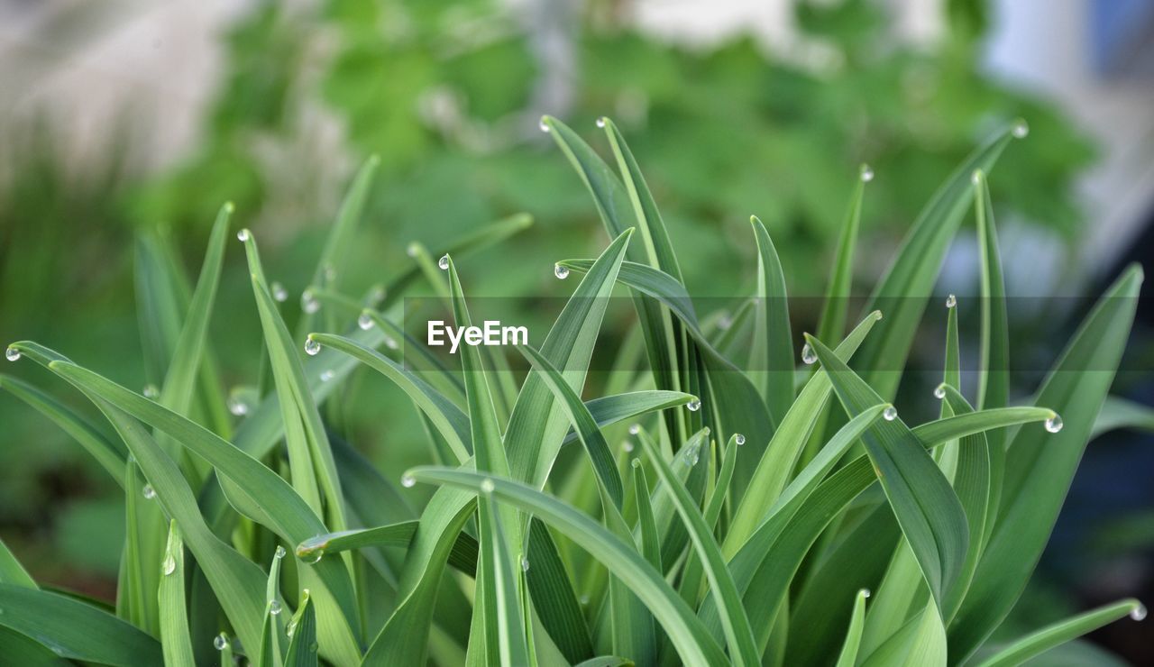 Close-up of wet grass growing on field