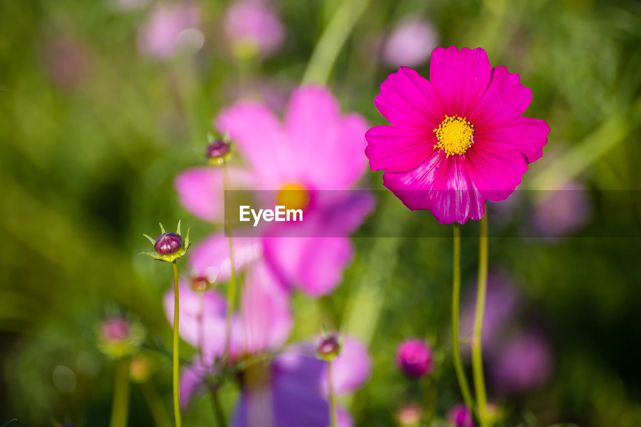 CLOSE-UP OF PINK COSMOS FLOWERS