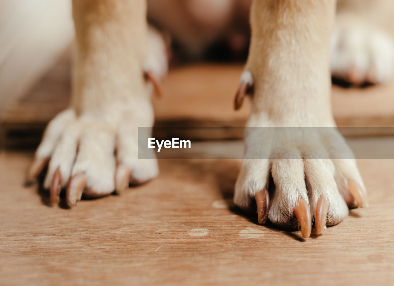 Dog's paws on a wooden floor