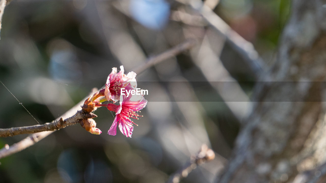 Close-up of pink flower on branch